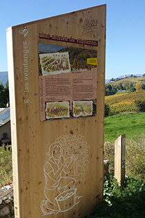 panneau vendanges avec illustration gravée